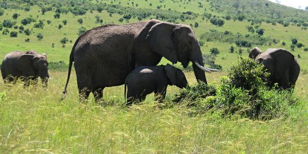 Masai Mara, slonice s mládětem