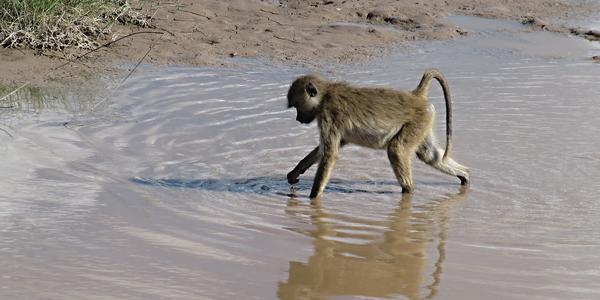 Mladý pavián, Amboseli