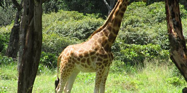Nairobi, žirafa Rotchildova