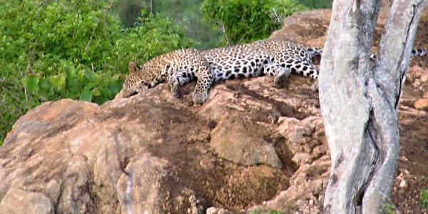 Odpočívající leopard, Tsavo West