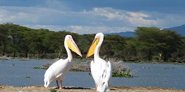 Pelikán bílý, Naivasha