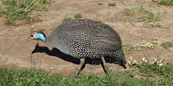 Perlička kropenatá, Masai Mara