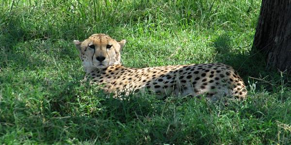Pravé poledne, gepard cestou ke Fig tree