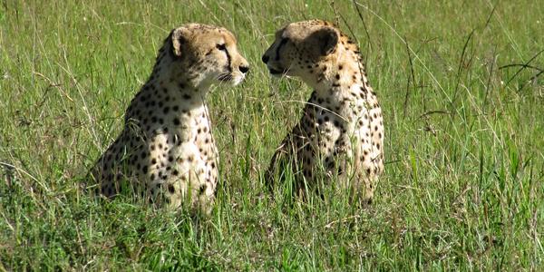 Párek gepardů, Masai Mara