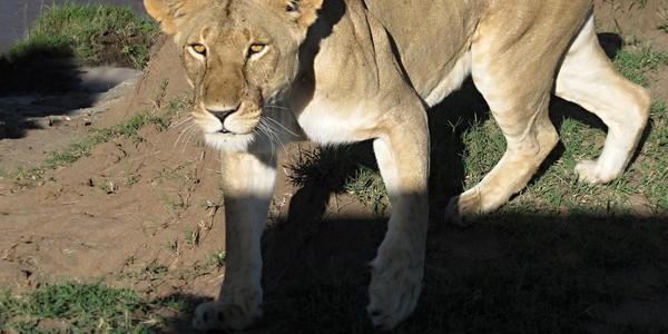 Překvapení, Masai Mara