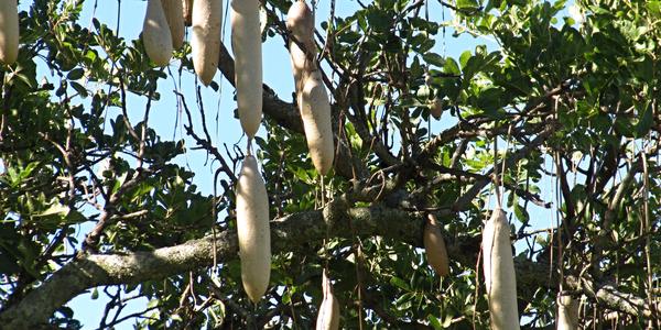 Salámovník, Adansonia digitata