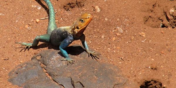 Samec agamy osadní, Tsavo West