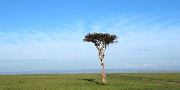 Savana Masai Mara