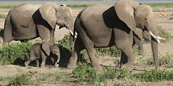 Slonice s mládětem, Amboseli