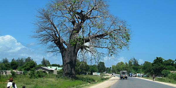 Staletý baobab na cestě do Gedi