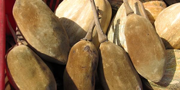 Tobolky baobabu, Mombasa