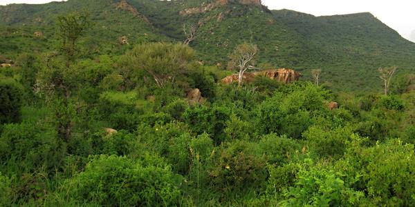 Tsavo West