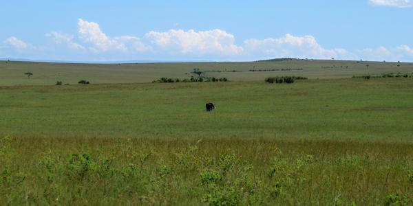 Uprostřed Masai Mara