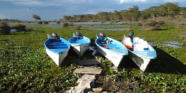 Vysychající a eutrofizované jezero Naivasha