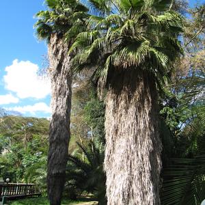 Washingtonia filifera, zahrada Ol Tukai, Amboseli