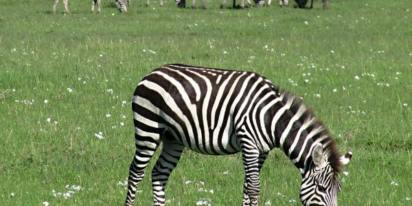 Zebry v Masai Mara