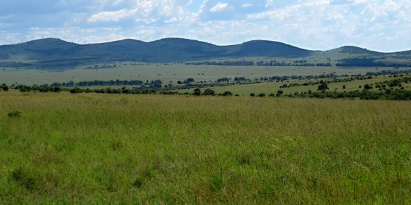 Zelené pahorky africké, Masai Mara