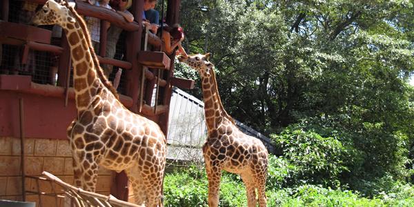 Útulek žiraf Rotchildových, Nairobi