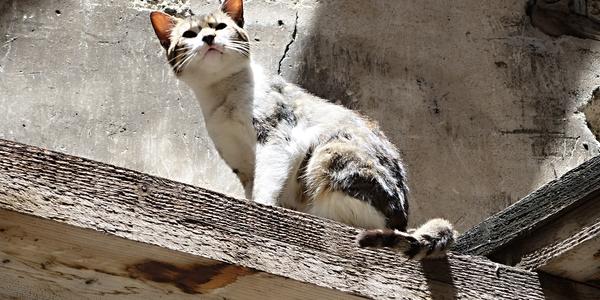 Dokonalé mimikry, Fes