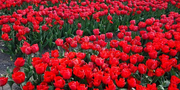 Holandské tulipány, farma Kwekerij