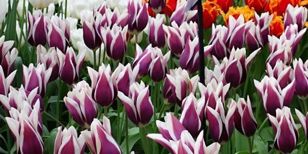 Keukenhof 10