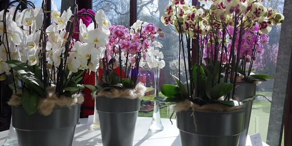 Keukenhof 13