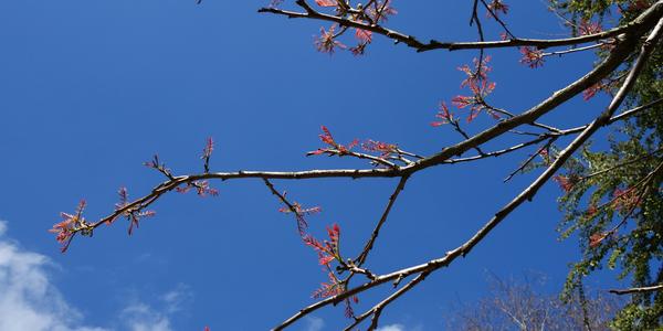 Koelreuteria paniculata, BZ Amsterodam