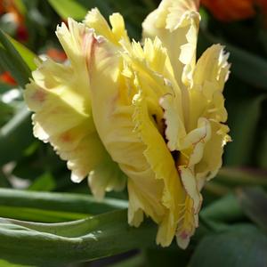 Tulipán, zahrada Flaratuinu