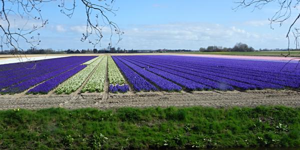 Tulipánová pole v okolí Haarlemu
