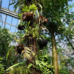 Ve sklenících botanické zahrady, Amsterodam 4