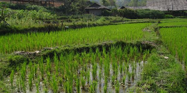 Chiang Mai, rýžové pole ve vesnici horských kmenů