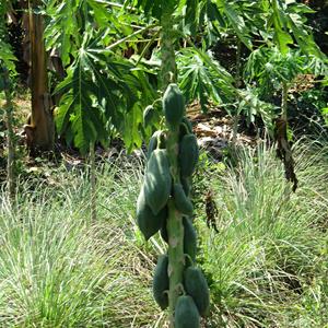 Carica papaya, Kanchanaburi