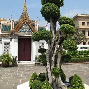 Ficus benjamina, ve stylu ayutthaya