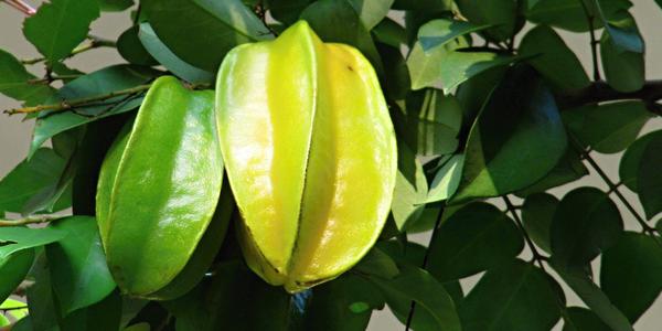 Karambola, Pattaya