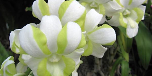 Orchidej u řeky Kwai