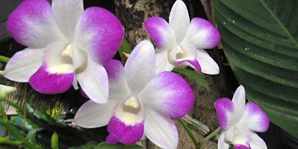 Orchideje, symbol Thajska