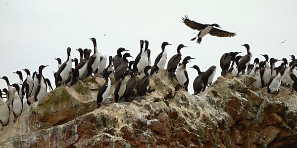 Islas Ballestas 16