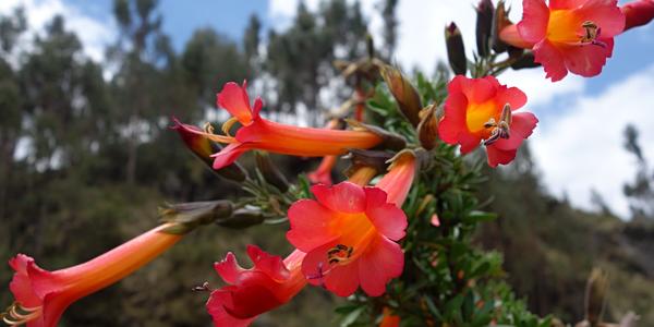 Cantuta, Tambo Machay 1