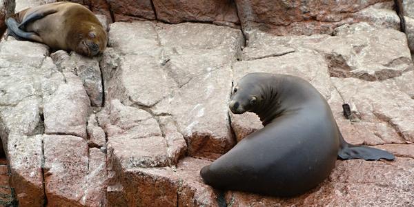 Islas Ballestas 12