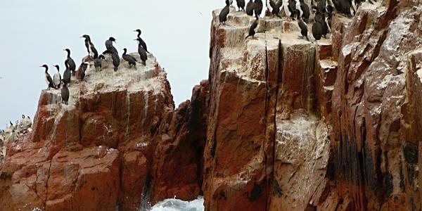 Islas Ballestas 18
