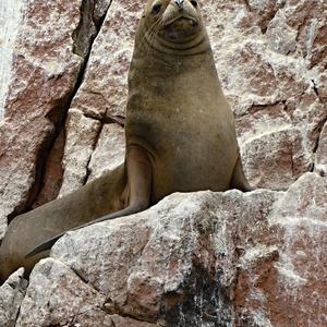 Islas Ballestas 9