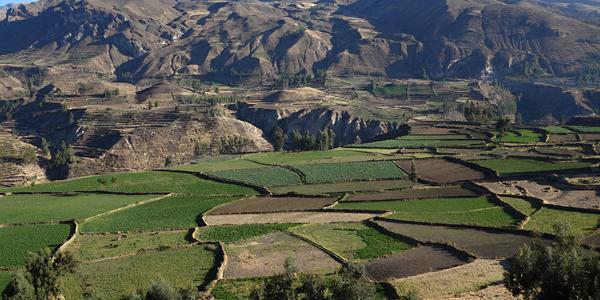Kaňon Colca 1