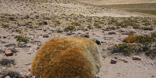 Staletý kaktus, Altiplano