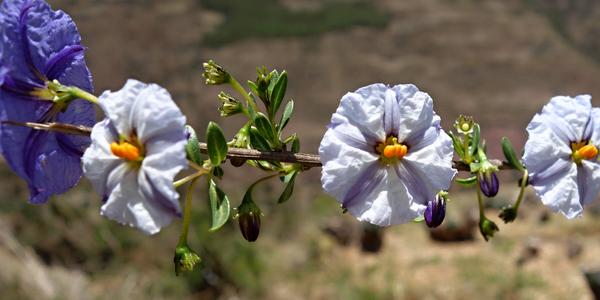 V údolí Urubamby