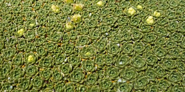 Yaretta, Azorella 2