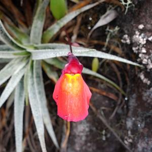 171. Další endemity, Roraima