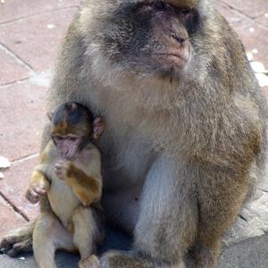 Makakus rhesus, Gibraltar