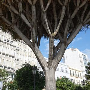 Dracaena drago, Cádiz