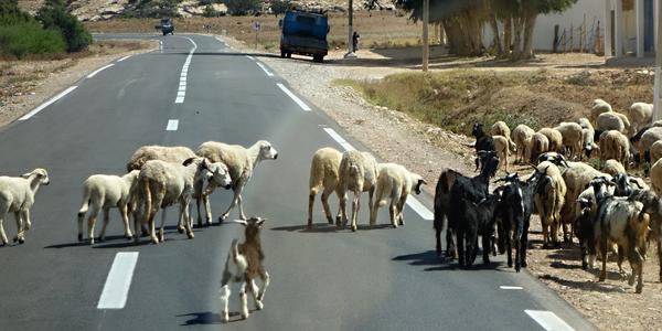 Ovce a kozy před Essaouira