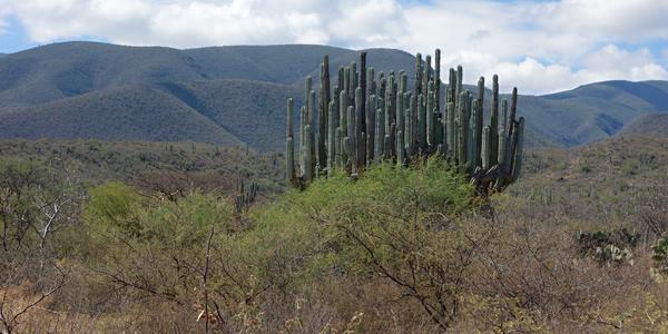 Rezervace Tehuacán-Cuicatlan, ráz krajiny